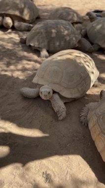 Bir grup kaplumbağa gün ışığında kumlu zeminde ilerliyorlar..