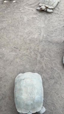 Büyük kaplumbağa toprak yüzeyde küçük kaplumbağaların arasında yürüyor..