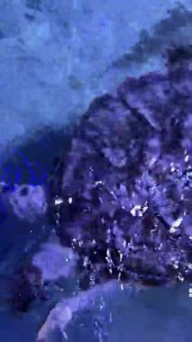 Akvaryum tankında su altında yüzen deniz kaplumbağası..