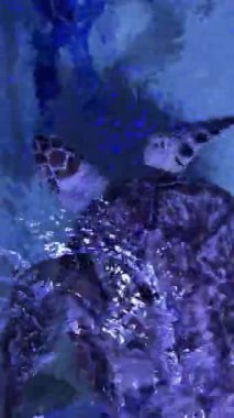 Deniz kaplumbağası suyun altında zarifçe yüzüyor..