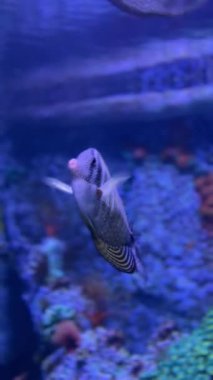 Canlı mercan resif akvaryumunda yüzen renkli tropikal balıklar.