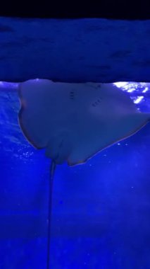 Görkemli vatoz akvaryumda zarif bir şekilde süzülüyor..