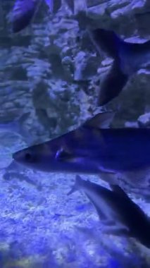 Akvaryum balığı kayalık zeminli mavi ışıklı tankta yüzüyor..