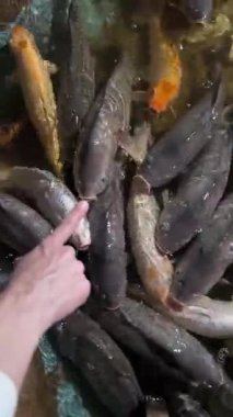 Elini göldeki koi balığına uzat..