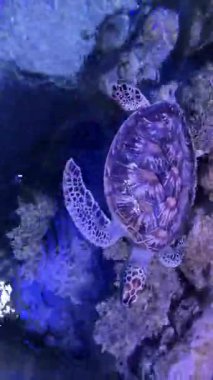 Deniz kaplumbağası mercanın üzerindeki akvaryumda zarifçe yüzüyor..