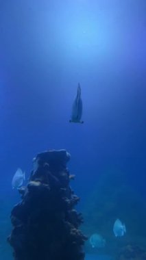 Koyu mavi akvaryum tankında yüzen balık sürüsü.