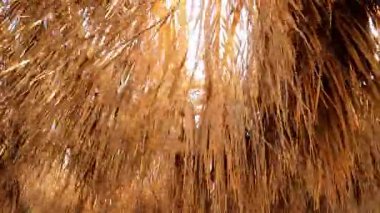 Kuru samandan geçen güneş ışığına yakın çekim.