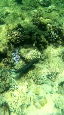 Renkli cerrah balıkları su altında mercan resiflerinde yüzüyor..