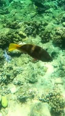Mercan kayalıklarında yüzen balıklar..
