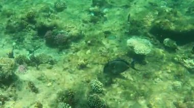 Suyun altında mercan resifleri arasında yüzen renkli cerrah balıkları.