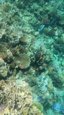 Suyun altında renkli balıklarla dolu canlı mercan resifleri.