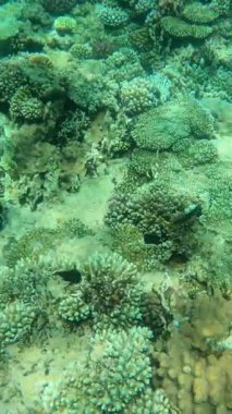 Su altı mercan resifi ve çeşitli deniz yaşamı..