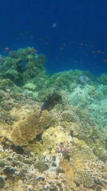 Suyun altında tropikal balıklı renkli mercan resifi.