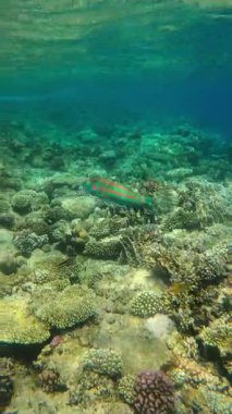 Suyun altında mercan kayalıklarında yüzen renkli balıklar..