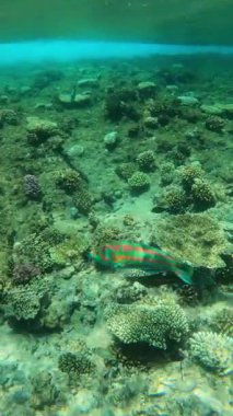 Suyun altında mercan kayalıklarında yüzen renkli balıklar..