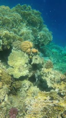 Değişik deniz yaşamlarıyla dolu canlı mercan resifleri.