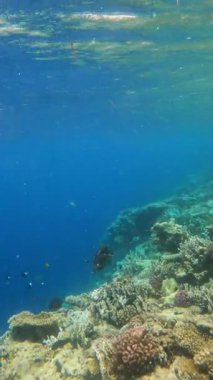Berrak mavi suyun altında canlı mercan kayalıkları.