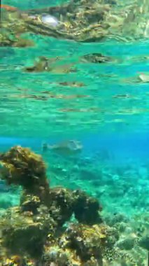 Su altı mercan resifi, balık ve temiz su..