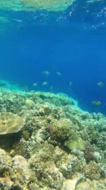 Suyun altında tropikal balıklarla dolu canlı mercan resifleri.