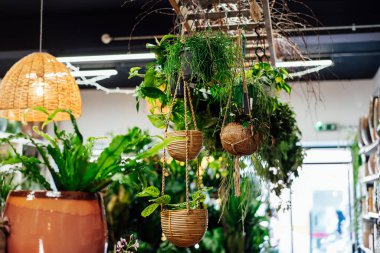 Doğal ekolojik saksılarda çeşitli asma evleri bitkileri. Çiçekçi dükkanı işi. Modaya uygun iç çiçekler ve küçük bir fabrikada ev tasarımı. Biyofili konsepti. Seçici odak, boşluğu kopyala
