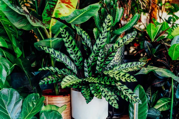 Stock image Close up various exotic green house plants in the flower pots. Business of flower shop. Trendy interior flowers and home design in small plant store. Biophilia concept background. Selective focus.