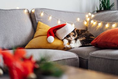 Kahve masasının üzerinde bulanık Noel süsleri olan gri bir kanepede Noel Baba şapkasıyla uzanmış çok renkli rahat bir kedi. Kış, şenlikli Noel tatili ev dekorasyonu. Keyfim yerinde. Seçici odak.