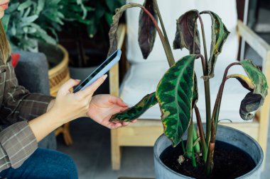 Calathea 'nın kurumuş, güneş yanığı yaprağının telefonuyla fotoğraf çeken yakın bir kadın. Ev bitkileri hastalıkları. Kimlik saptama ve tedavi araştırması. Ev bahçesi mobil uygulaması. Seçici odak