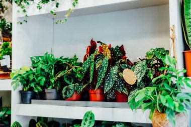 Çiçek saksılarında çeşitli egzotik yeşil ev bitkileri. Çiçekçi dükkanı işi. Modaya uygun iç çiçekler ve küçük bir fabrikada ev tasarımı. Biyofili konsepti. Seçici odak.