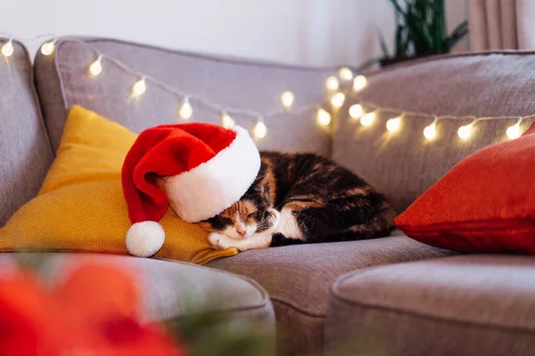 多色のリラックスした猫は コーヒーテーブルの上にぼやけたクリスマスの装飾組成物とサンタの帽子の灰色のソファに横たわっています お祝いのクリスマスの休日の家の装飾 いい気分だ 選択的焦点 — ストック写真