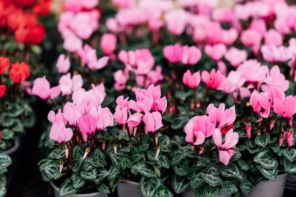 Saisonal Blühende Winterblumen Einem Topf Gartencenter Blühen Rosa Und Rote — Stockfoto