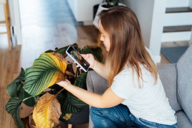 Calathea 'nın kurumuş, güneş yanığı yaprağının telefonuyla fotoğraf çeken genç bir kadın. Ev bitkileri hastalıkları. Kimlik saptama ve tedavi araştırması. Ev bahçesi mobil uygulaması. Seçici odak.