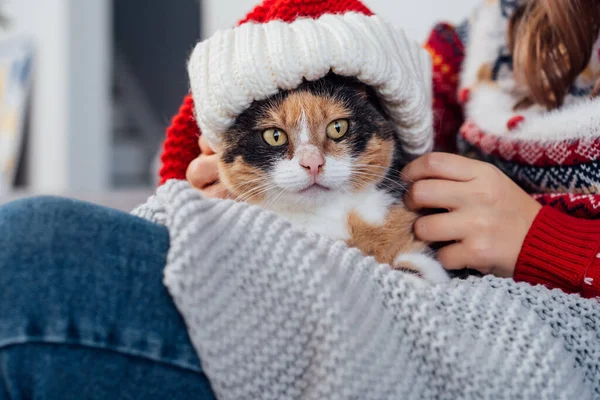 산타햇에 다색의 고양이 광장에 무릎을 크리스마스와 Xmas 선택적 — 스톡 사진