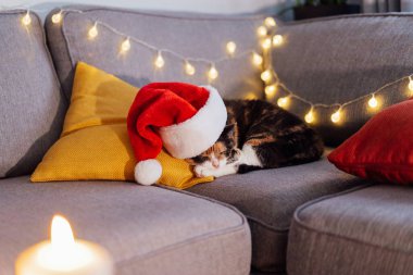 Çok renkli rahat uyuyan kedi gri bir kanepede, parlak yastıkların üzerinde, Noel Baba şapkasıyla yatıyor. Noel sıcacık ev havası. Kış, şenlikli Noel tatili. Yılın sembolü oldu. Seçici odak.