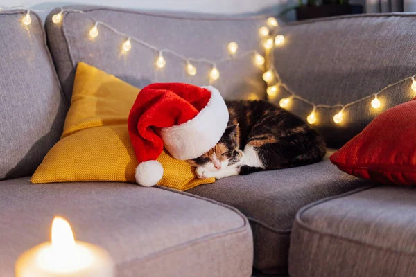Multi Colored relaxed sleeping cat lying on the bright cushions on a gray sofa in a Santas hat. Christmas cosy home mood. Winter, festive Xmas holidays. Symbol of the year. Selective focus.