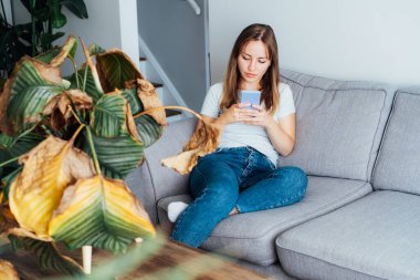 Genç bir kadın cep telefonunu ev bitkilerinin hastalıkları, kurumuş Calathea 'nın güneş yanığı yaprağının teşhisi ve tedavisi hakkında bilgi aramak için kullanıyor. Ev bitkileri hastalıkları. Evde bahçe işleri..