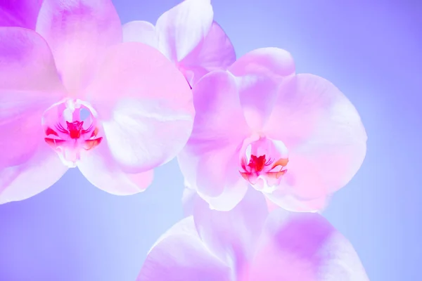 Tropikal Orkidelerin Çiçek Arkaplanı Yumuşak Pastel Renkte Orkideleri Kapat Pembe — Stok fotoğraf