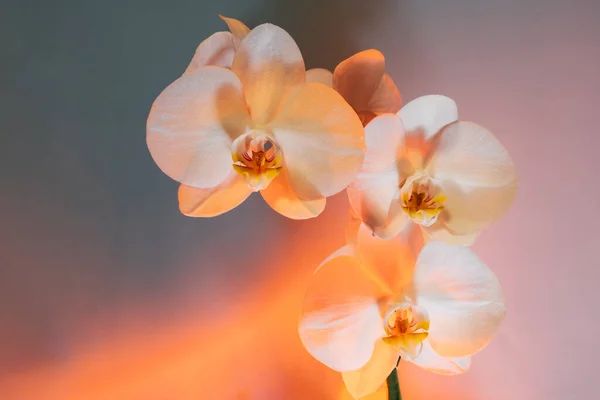 Art Floral background of tropical orchids. Branch of orchids in soft mixed pastel color style. Peach, pink and dark blue palette. Selective focus, copy space