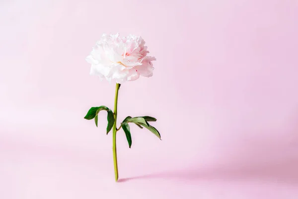 Pink peony flower standing on pink background. Floral card design, simple modern minimal flowers concept. Beautiful pink flower in full bloom. Trendy floral minimalism. Selective focus. Copy space