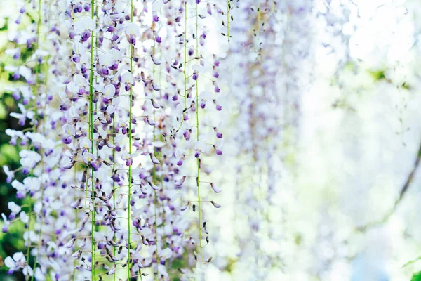 Close up purple blooming Wisteria flowers. Beautiful wisteria trellis blossom in spring. Chinese and Japanese park. Selective focus, copy space