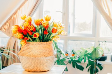 Straw basket with a bunch of fresh red and yellow tulips on the table in light airy room with big window and home plants. Gift for holidays, 8 March, Mothers Day, Womens Day. Soft focus. Copy space