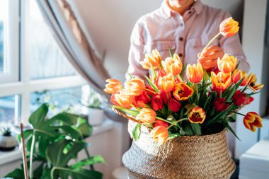 No face woman taking flower from bunch of fresh tulips in wicker basket at home. Making spring bouquet. Woman arranges bouquet of tulips at home. Flowers delivery. Soft selective focus. Copy space