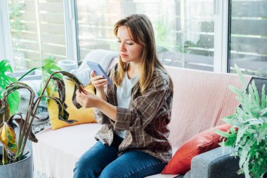 Calathea 'nın kurumuş, güneş yanığı yaprağının telefonuyla fotoğraf çeken genç bir kadın. Ev bitkileri hastalıkları. Kimlik saptama ve tedavi araştırması. Ev bahçesi mobil uygulaması. Seçici odak