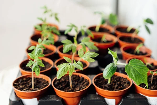 Küçük Saksılarda Fidanlar Yetiştir Serada Filizlenen Bitkiler Bahçıvanlık Bitki Yetiştirme — Stok fotoğraf