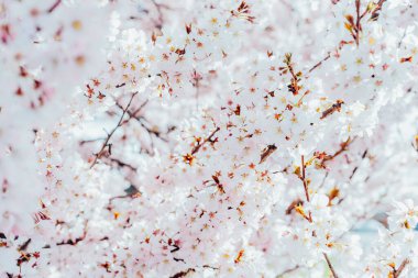 Baharda, güneşli bir günde, beyaz pembe çiçeklerle çiçek açan ağaç dalları. Bahar çiçekleri ve bahar doğası güzellik arka planı. seçici odak