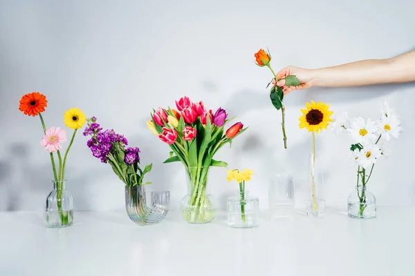Female hand putting rose into vase in row with variation of different flowers in glass vases on white table. Colorful flower arrangement. Floristy, making bouquets. Flowers delivery. Selective focus