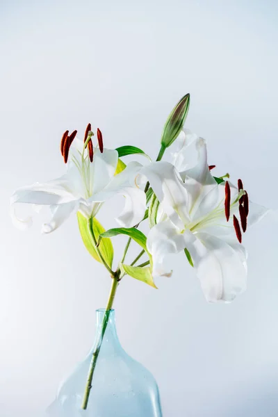 Красивые Белые Лилии Стеклянной Вазе Белом Фоне Крупный План Цветущих — стоковое фото