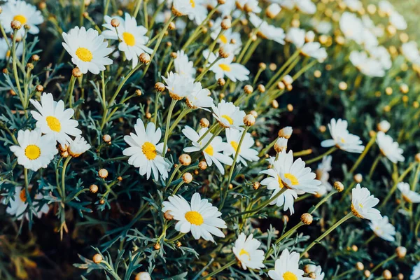 Gyönyörű Kamillavirág Réten Tavaszi Vagy Nyári Természet Jelenet Virágzó Százszorszép — Stock Fotó