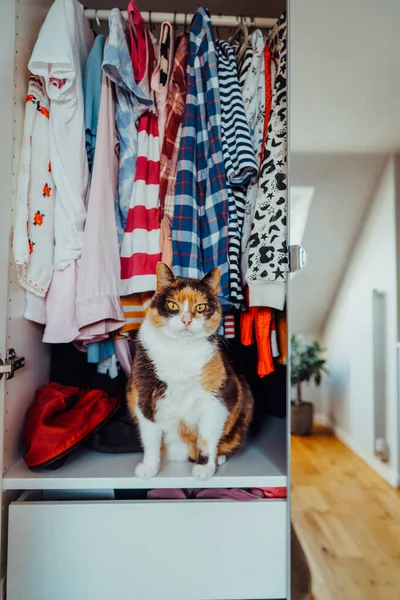 Cute multicolor cat sitting among the clothes in the open closet. Fluffy pet is hiding, has unusual shelter in wardrobe. Domestic pet animal, cat habits. Vertical card. Selective focus
