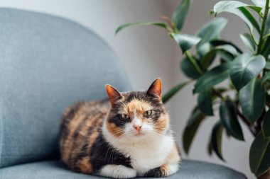 Çok renkli, iyi beslenmiş kedi evcil hayvanı yeşil incir bitkisinin yanındaki gri kumaş Kol Sandalyesi 'nde uzanıyor. Minimalist bir iç mekan atmosferinde tüylü kedi. Seçici odak, boşluğu kopyala.