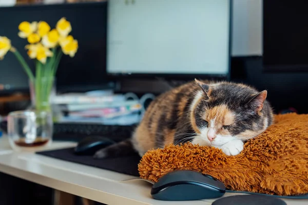 Multicolor cat sleeping on the desk of home based office with IT equipment. Working place with screen, laptop, keyboard and mouse. Work at home and remote access concept. Comfortable Work space